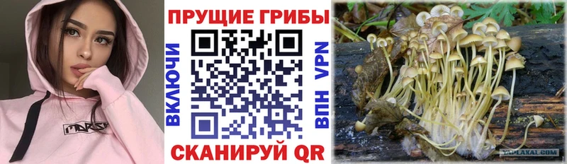 Псилоцибиновые грибы мицелий  Шебекино 